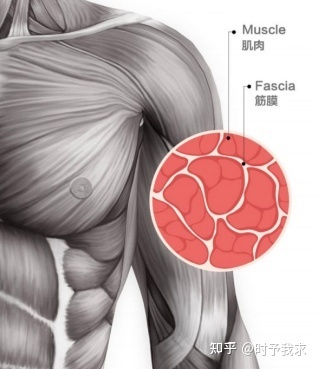 筋膜槍 值得入手的放松神器，還是華而不實(shí)的健身泡沫？