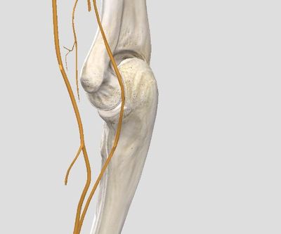 筋膜槍 健身圈的“放松神器”，是智商稅還是科學(xué)工具？